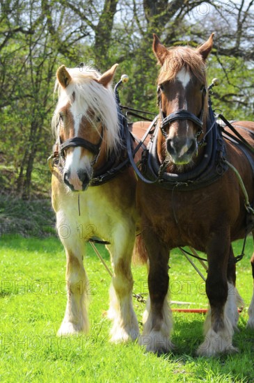 Breton cold-blooded horse, Breton, Cold-blooded horse, Harrow, Two-in-hand, Harness
