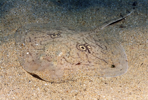 Four-eyed ray, mirror ray (Raja miraletus)