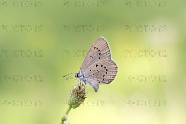 Pale meadow blue (Phengaris teleius), great burnet (Sanguisorba officinalis), butterfly laying