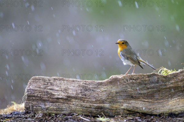 A robin (Erithacus rubecula) on a tree trunk, surrounded by gently falling rain, Hesse, Germany,