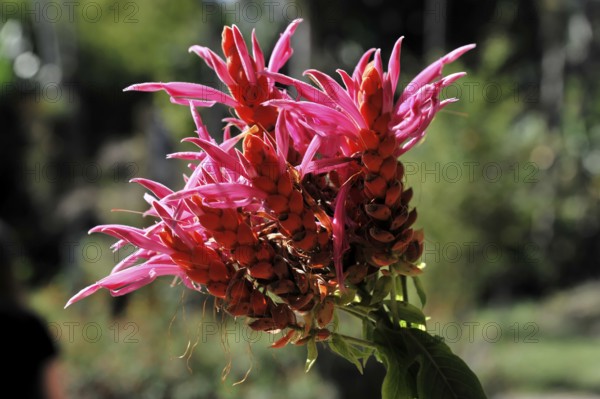 A bright pink inflorescence of a tropical plant, celosia crisstala, close-up view, PARQUE EL NICHO,