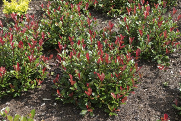 Medlar (Photinia × fraseri 'Little Red Robin')