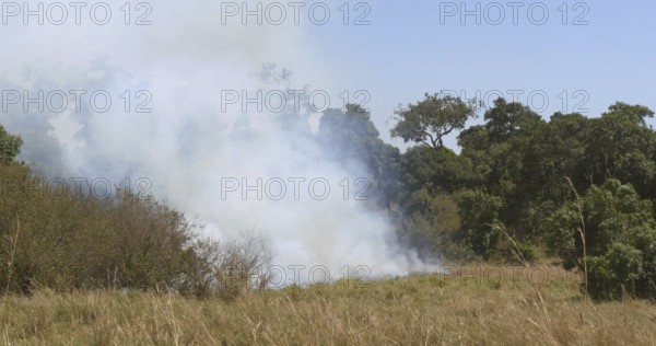 Savannah Fire, Masai Mara Park Kenya