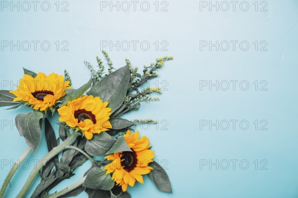 Background with sunflowers