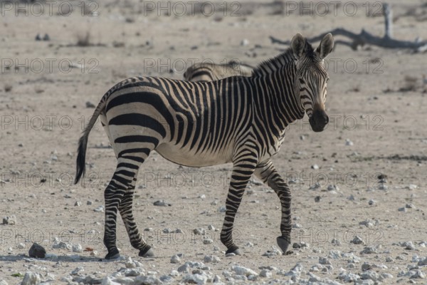 Mountain zebra (Equus zebra hartmannae), Etosha National Park, Namibia, Africa