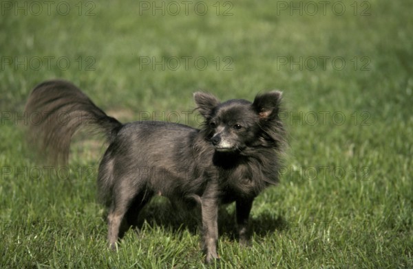 Chihuahua Dog, Adult standing on Grass
