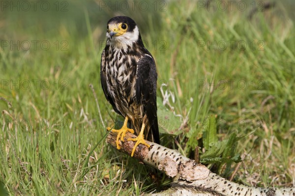 Eurasian Hobby (falco subbuteo), Adult standing on Branch, Normandy