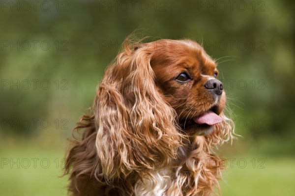 Cavalier King Charles Spaniel, Portrait of Male Dog