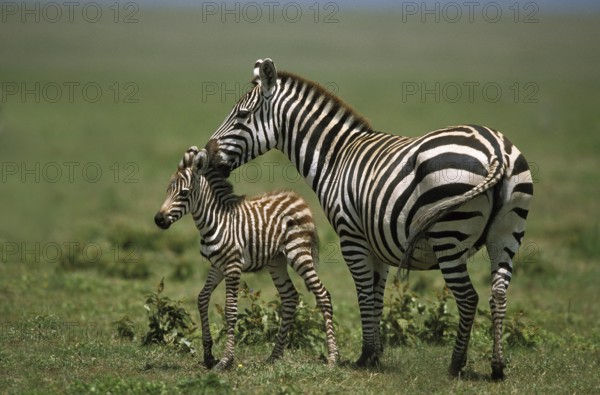 Burchell's Zebra (equus burchelli), Mother and Foal, Masai Mara Park in Kenya