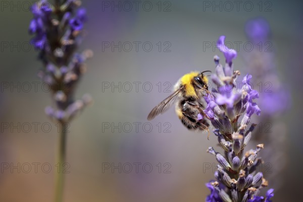 Close Up of Bumblebee on Beautiful Lavender blooming in early summer on a sunny day with soft