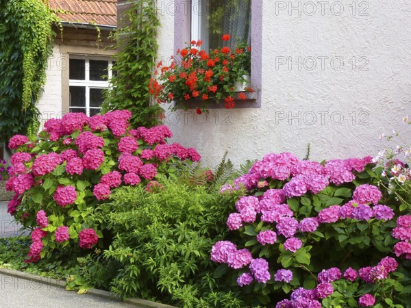 Front garden with hydrangeas and geraniums by the window