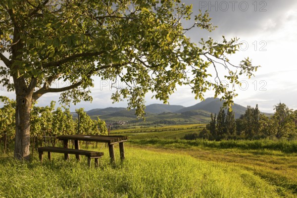 In the evening light