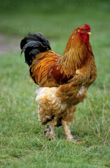 Proud rooster in the chicken yard