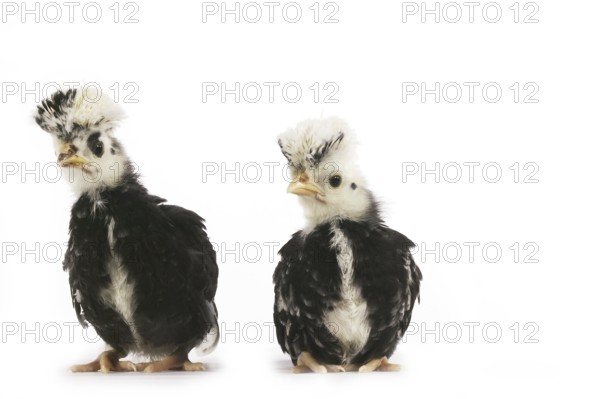 French chicken called Faverolle, chick against white background