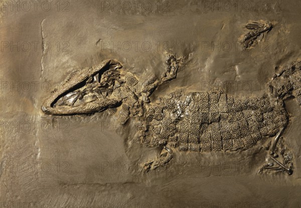 Crocodile fossil, Mine Messel, Hesse, Germany (Allognathosuchus haupti), UNESCO World Heritage