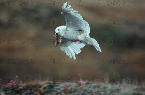 Snowy owl, female with prey, Barrow, Alaska, USA, female with prey, Nyctea scandiaca, free-ranging,