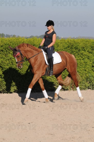 Rider and Westfalian warmblood, dressage training, Westfalian warmblood, German warmblood,