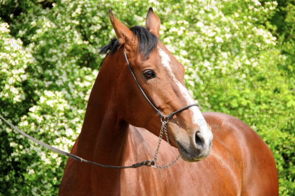 Achal-Tekkiner, Stallion, Halter