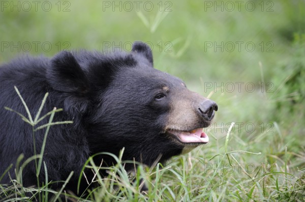 Asian black bear (Ursus thibetanus) (Selenarctos thibetanus), moon bear