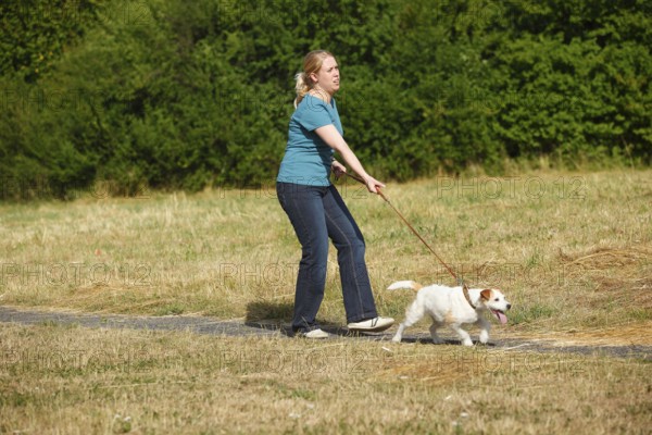 Woman with Parson Russell Terrier, dog pulling on leash, Parson Jack Russell Terrier, dog leash,