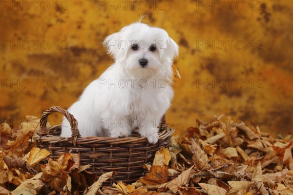 Maltese, puppy, 6 months, autumn leaves, basket