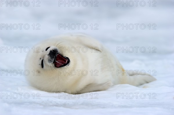 Harp Seal (Pagophilus groenlandicus) young, whitecoat, 4 to 14 days, Gulf of St Lawrence, Magdalen
