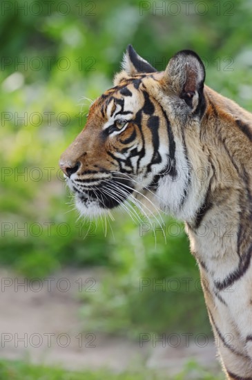 Malayan Tiger (Panthera tigris jacksoni)