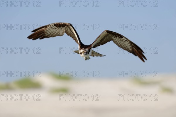 Osprey (Pandion haliaetus), Florida, USA, North America