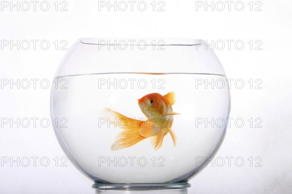 Goldfish in glass, goldfish bowl, free
