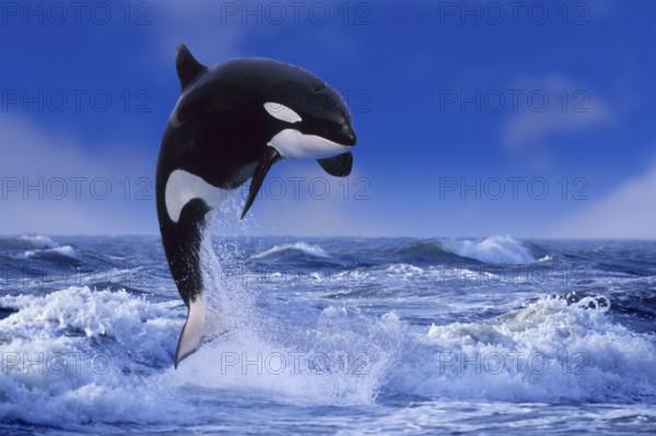 Orca, killer whale (Orcinus orca), Orka (animals) (outdoor) (adult) (movement) (motion) (jump)