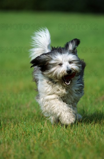 Polish Lowland Sheepdog, PON, Polski Owczarek Nizinny