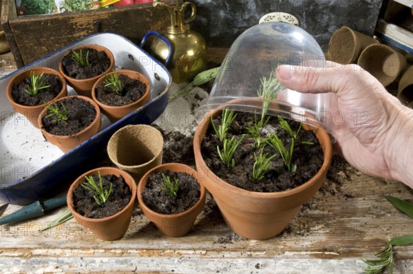 Rosemary (Rosmarinus officinalis), cuttings, rosemary cuttings, cultivation, flower pot with cover