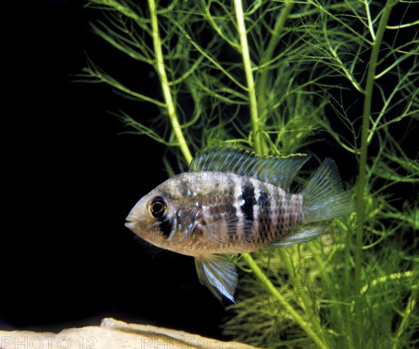 Blue acara (aequidens pulcher) (Aequidens pulcher), Blue spotted cichlid, Other animals, Fish,