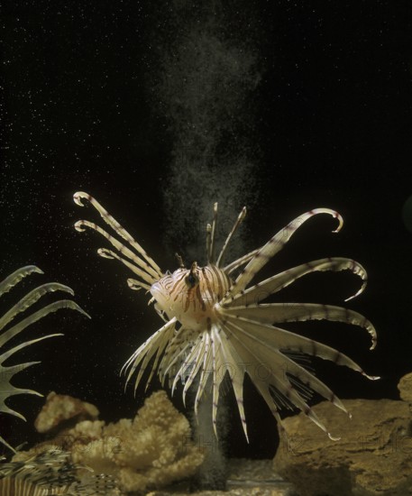 Red Lionfish (pterois volitans), Pacific Lionfish, Scorpionfish, Scorpionfish, Other Animals, Fish,