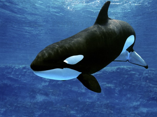 Killer Whale (orcinus orca), Adult