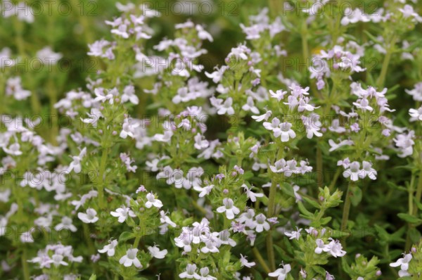 Broad-leaved thyme (Thymus pulegioides)