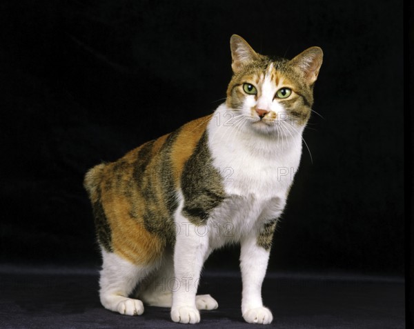 Japanese bobtail domestic cat against black background
