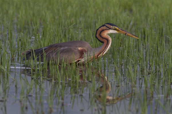 Purple heron (Ardea purpurea), Heron, Greece, Europe