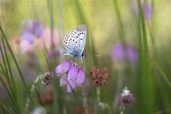 Silver-studded blue (Plebejus argus), perching on cross-leaved heath (Erica tetralix), moor, Lower
