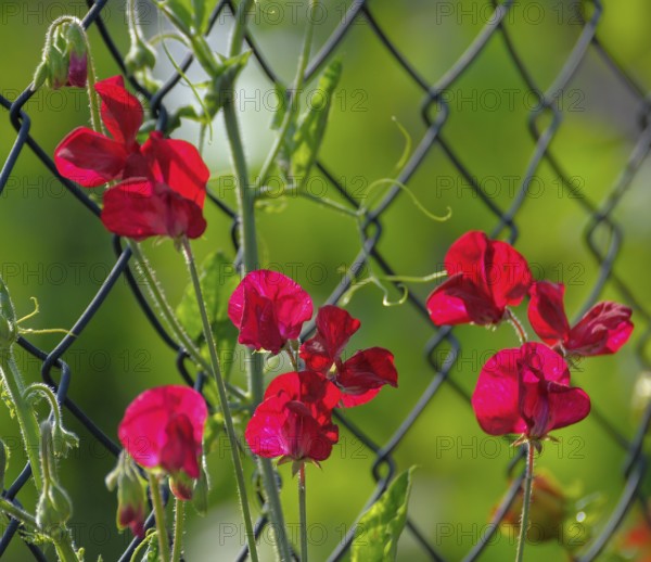 Red vetch flowering by the garden fence, Vetches (Vicia)