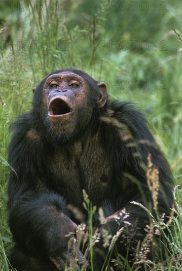 Common chimpanzee (Pan troglodytes), adult calls