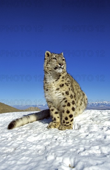 Snow leopard or ounce, uncia uncia, adult on snow