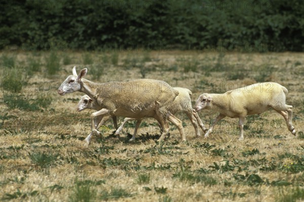 Lacaune sheep, a French breed that produces milk for Roquefort cheese, herd