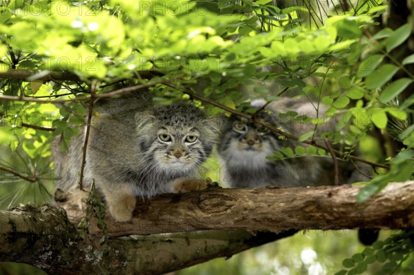 Pallas's cat (Otocolobus manul) OR PALLAS CAT, PAIR ON BRANCH UNDER BLADE CONNECTION