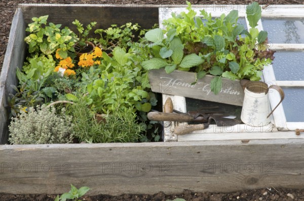 Forcing bed with herbs