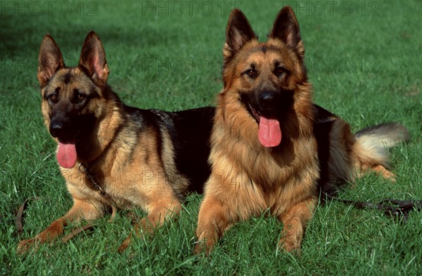 German Shepherds, stockhaired and long-haired, German Shepherd Dog, Old German Shepherd Dog