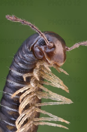 Close-up of an erecting millipede (Tachypodoiulus niger)