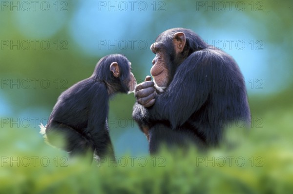 Chimpanzee (Pan troglodytes) with young, Chimpy, side
