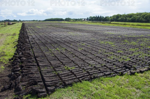 Peat pond, Wilhelmsfehn, Wiesmoor, Aurich, Lower Saxony, Germany, Europe