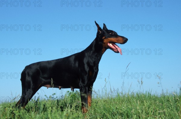Doberman Pinscher, cropped ears, bitch